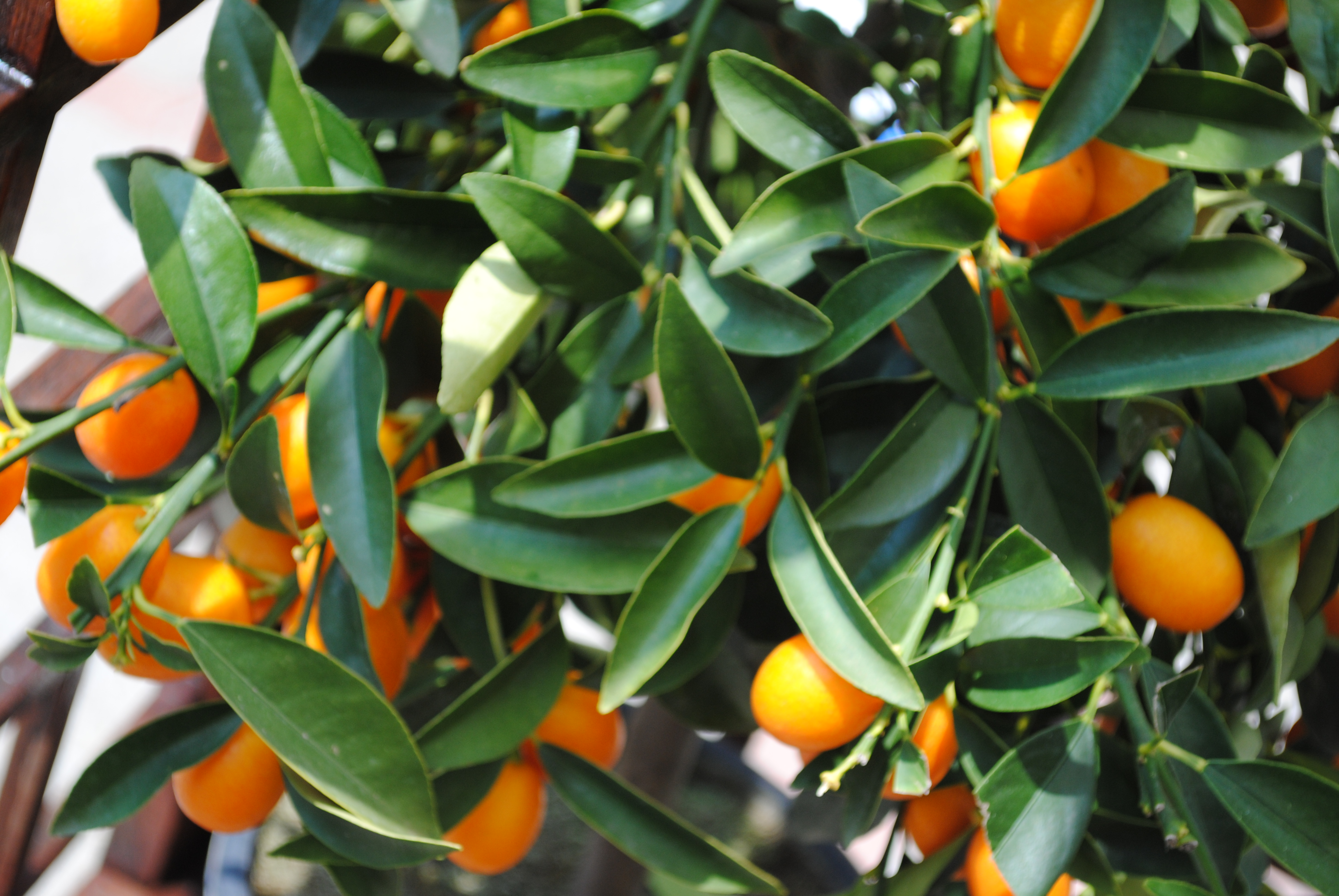 Vinaora Nivo Slider 3.x